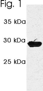 PSME3 Antibody in Western Blot (WB)