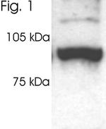 PSMD2 Antibody in Western Blot (WB)