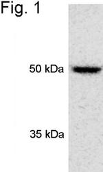 PSMD4 Antibody in Western Blot (WB)