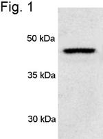 PSMC3 Antibody in Western Blot (WB)