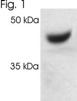 PSMC2 Antibody in Western Blot (WB)