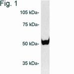 PSMD5 Antibody in Western Blot (WB)