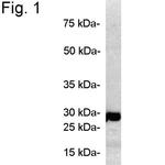 PSMB7 Antibody in Western Blot (WB)