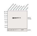 HA Tag Antibody in Western Blot (WB)