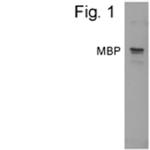 Maltose Binding Protein Polyclonal Antibody