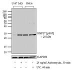 Phospho-HSP27 (Ser85) Antibody in Western Blot (WB)
