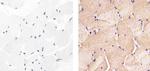 Phospho-HSP27 (Ser85) Antibody in Immunohistochemistry (Paraffin) (IHC (P))