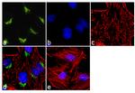 VDP Antibody in Immunocytochemistry (ICC/IF)