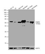 FKBP5 Polyclonal Antibody