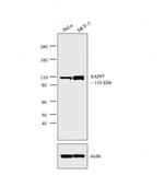 SAP97 Polyclonal Antibody