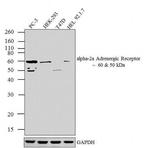 alpha-2a Adrenergic Receptor Polyclonal Antibody