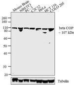 beta COP Antibody in Western Blot (WB)