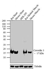 Caveolin 3 Polyclonal Antibody
