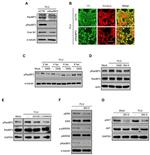 RANBP3 Antibody in Western Blot (WB)