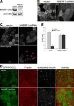 EBP50 Antibody in Western Blot (WB)