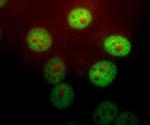 PIN1 Antibody in Immunocytochemistry (ICC/IF)