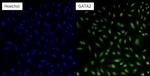 GATA2 Polyclonal Antibody