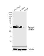 Syntaxin 1 Antibody in Western Blot (WB)