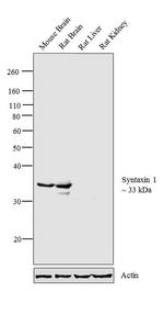 Syntaxin 1 Antibody in Western Blot (WB)