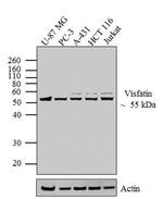 NAMPT Antibody in Western Blot (WB)