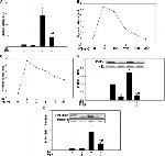 Perilipin 1 Antibody in Western Blot (WB)