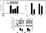 Perilipin 1 Antibody in Western Blot (WB)