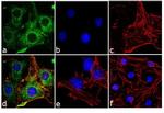 Adiponectin Receptor 2 Antibody in Immunocytochemistry (ICC/IF)