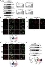 Chromogranin B Antibody in Western Blot (WB)