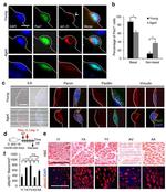 PAX7 Antibody in Immunocytochemistry (ICC/IF)