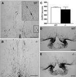 GnRH1 Antibody in Immunohistochemistry (IHC)