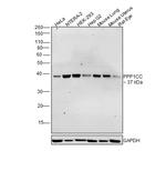 PP1 gamma Polyclonal Antibody