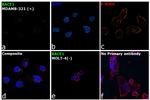 BACE1 Antibody in Immunocytochemistry (ICC/IF)