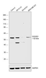 CX3CR1 Antibody in Western Blot (WB)