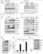 JMJD2C Antibody in Western Blot (WB)