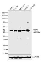 PHD2 Antibody in Western Blot (WB)
