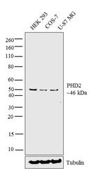 PHD2 Antibody in Western Blot (WB)