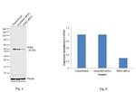 PHD2 Antibody in Western Blot (WB)