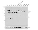 SR-BI Antibody in Western Blot (WB)
