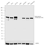 NUMB Antibody in Western Blot (WB)