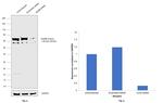 NUMB Antibody in Western Blot (WB)