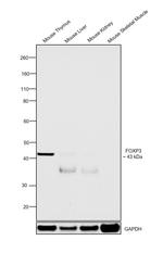FOXP3 Antibody in Western Blot (WB)
