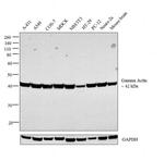 gamma Actin Antibody in Western Blot (WB)