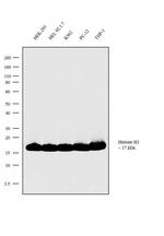 Histone H3 Polyclonal Antibody