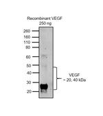 VEGF Polyclonal Antibody