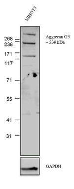 Aggrecan Antibody in Western Blot (WB)