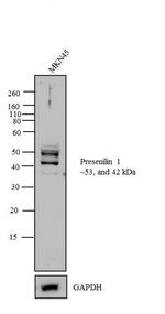 Presenilin 1 Antibody in Western Blot (WB)