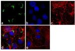 ITIH2 Antibody in Immunocytochemistry (ICC/IF)