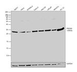 PRDX6 Antibody in Western Blot (WB)