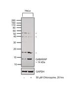 GABARAP Antibody in Western Blot (WB)