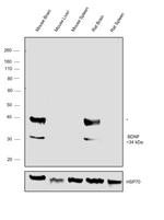 BDNF Polyclonal Antibody